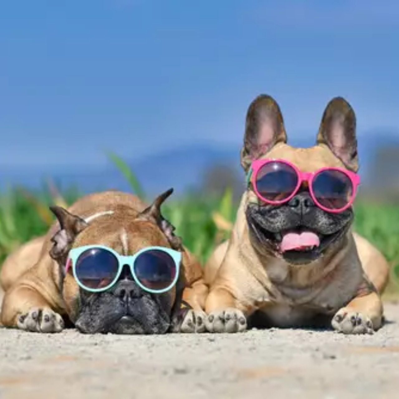 5 Best French Bulldog Housebreaking Methods Revealed